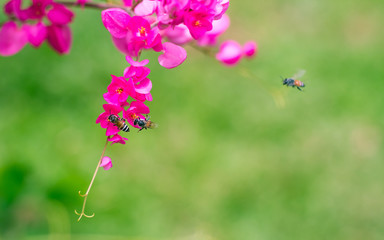 Close-up bee flying nectar pink flower pollen