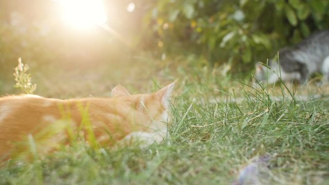 cute kitten walking outdoors, small cat observing garden, pet playing and hunting outdoors, funny animals