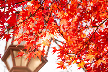 Maple leaves in autumn season.