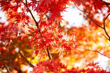Maple leaves in autumn season.