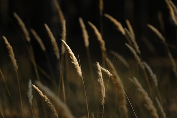 Fototapeta premium dry forest grass in the field, in evening sun