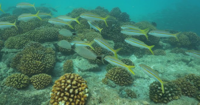 Coral reef scenics from the sea of cortez, Mexico.