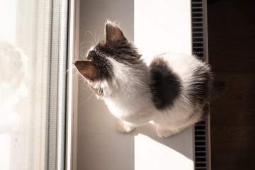 cat on the window