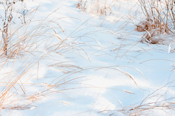 Dry grass against the blue sky in winter. Dry stalks of reeds covered with frost, upright. Shining cold in the winter woods. Christmas background