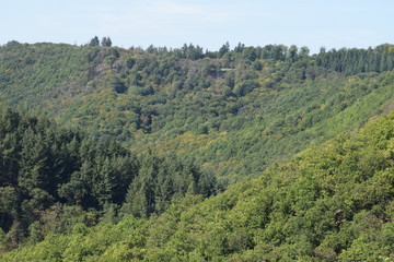 dichter Eifelwald in tiefen Tälern