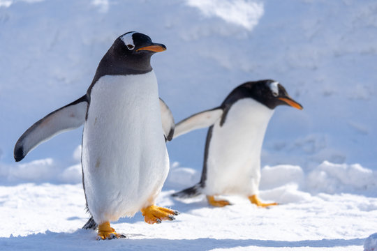 1 228 件の最適な ペンギン 画像 ストック写真 ベクター Adobe Stock 1 228 件の最適な ペンギン 画像 ストック写真 ベクター Adobe Stock