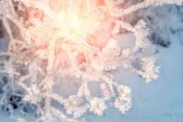 Dry grass against the blue sky in winter. Dry the umbrellas of plants covered with frost, upright. Shining cold in the winter woods. Christmas background