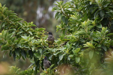 Myna in Tree