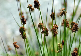 Teich-Simse © Jutta Adam