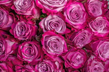 Roses of pink and green modern varieties in a bouquet for a gift. Background. Selective focus.