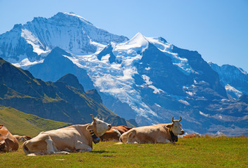Swiss cow