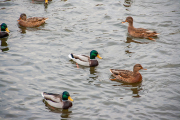 Ducks swim