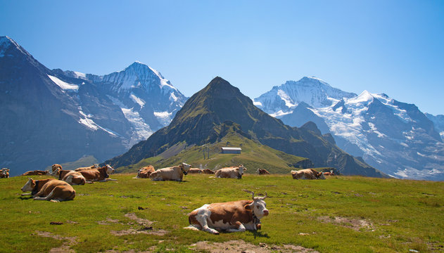 Swiss cow