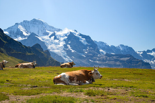Swiss cow
