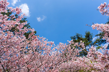 空と桜
