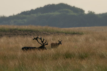Red deer (Cervus elaphus) stag with a female red deer in rutting season on the field of National Park Hoge Veluwe in the Netherlands. Forest in the background.