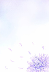 はがきテンプレート　菊の花
