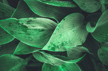 Beautiful vegetable background from the leaves of Hosta after a rain. Wallpaper