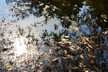 Autumn leaves fall in the pond. Autumn leaves in the water. Beautiful reflection of trees