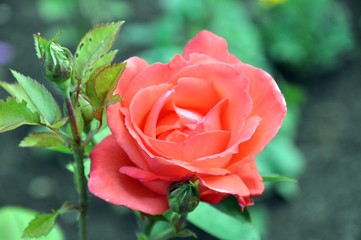 Rosen im Garten