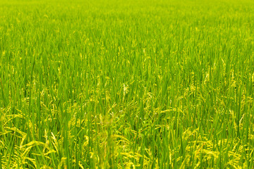 Plantation of yellow paddy rice farmland