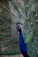 Obraz premium Portrait of a white peacock in the zoo, beautiful birds in the Park, blue male adult peacock with fully deployed tail feathers.