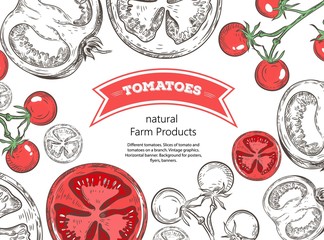 Different tomatoes. Slices of tomato and tomatoes on a branch. Vintage graphics. Horizontal banner.
