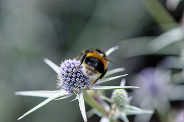 European honey bee on the flower