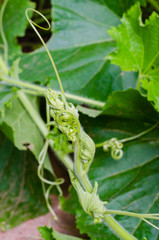 Green Young Leaves of Pumpkin Plant In Natural Garden.