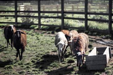 Obraz premium shepherd herding a flock of sheep in a meadow