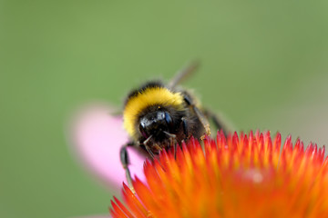 European honey bee on the flower
