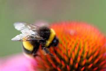 European honey bee on the flower