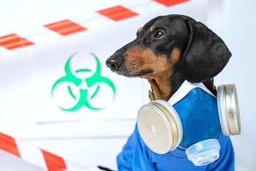Black and tan cute dachshund dog in a hazardous materials suit with self-contained breathing apparatus in the laboratory. Biohazard warning sign and signal tape. Environmental Protection.