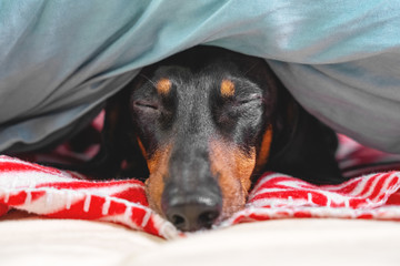 black and tan cute dachshund dog laying on the checkered plaid under the blanket with closed eyes