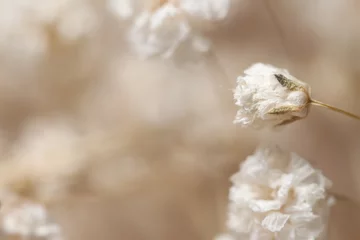 Gypsophila trockene kleine weiße Blumen ein Knospenmakro © Tanaly