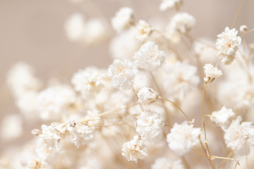 Schleierkraut trockene kleine weiße Blüten Licht Makro