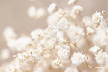 Fotobehang Raamdecoratie trends Gypsophila droge kleine witte bloemen licht macro