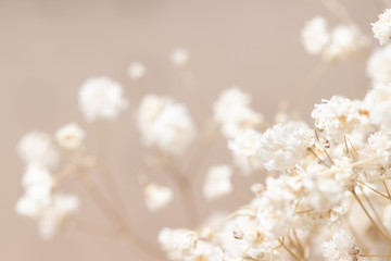 Gypsophila dry little white flowers with macro romantic background