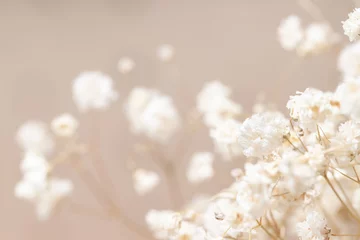 Gypsophila trockene kleine weiße Blumen mit makroromantischem Hintergrund © Tanaly