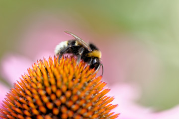 European honey bee on the flower