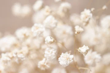Gypsophila trockene kleine weiße Blumen mit Makro für die Einladung © Tanaly