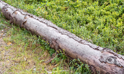 Old dry tree trunk lays on grass.