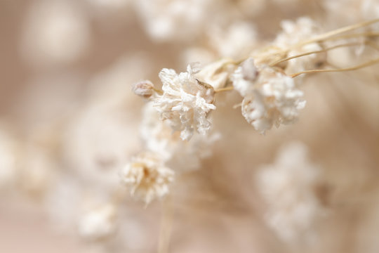 Gypsophila dry little white flowers brunch macro © Tanaly