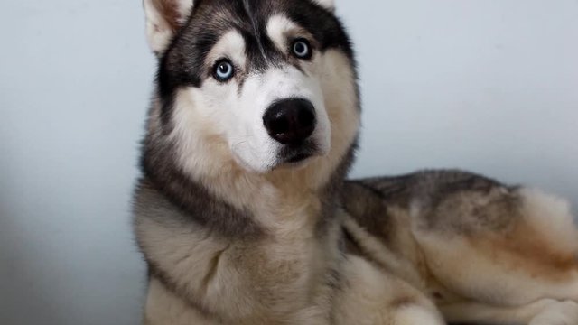 Husky dog is lying on the bed  Cute husky attentively looks with blue eyes 