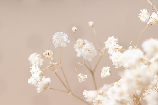 Fototapeta Gypsophila dry little white flowers with macro closeup