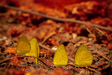a group of butterfiles eating salt licks