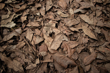 the texture of dry leaf