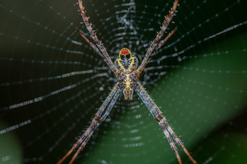 Spider in web on tropical island Bali, Indonesia. Close up