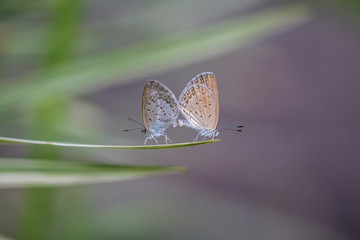 A mating pair of small butterfly, perching on the tip of a green plant, closeup. Indonesia