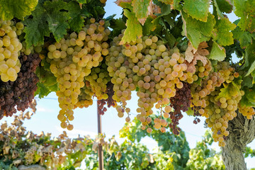 Ripe white grape growing in vineyard in Andalusia, Spain, sweet pedro ximenes or muscat, or palomino grape ready to harvest, used for production of jerez, sherry sweet and dry wines - obrazy, fototapety, plakaty